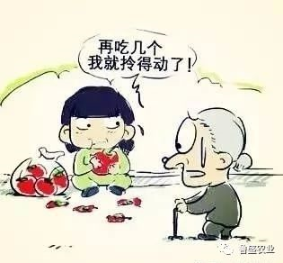 鲁盛生态番茄——带你回忆儿时美好记忆(图1)
