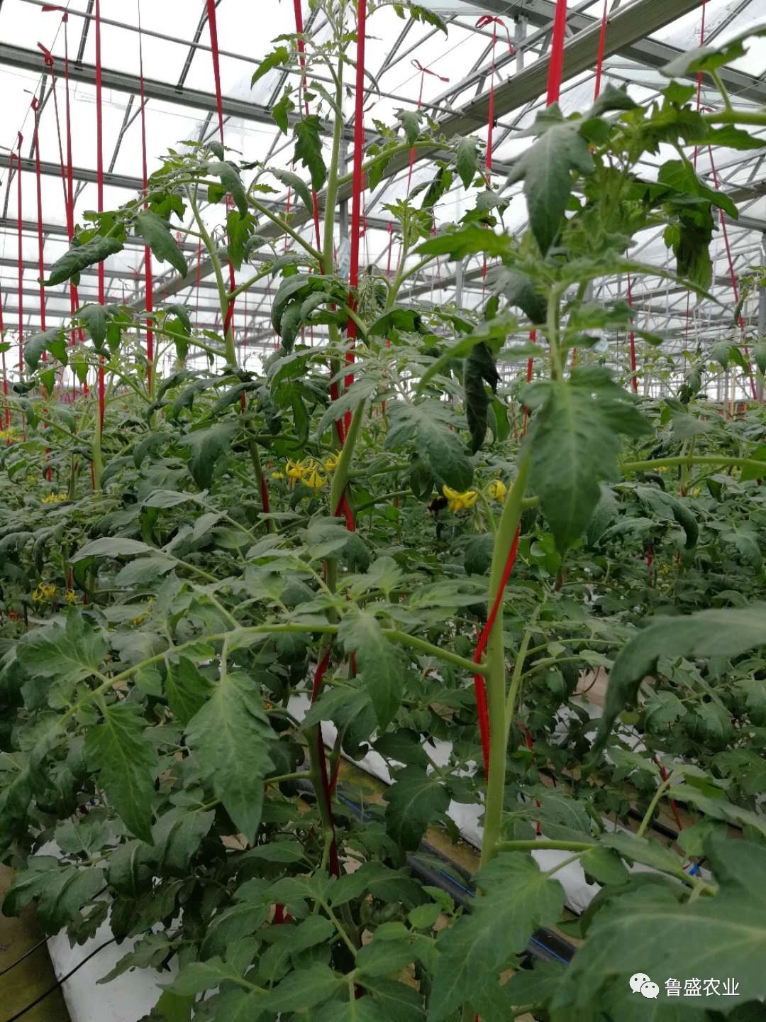 鲁盛生态番茄——带你回忆儿时美好记忆(图2)