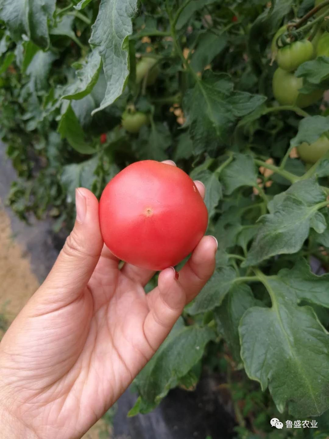 鲁盛生态番茄——带你回忆儿时美好记忆(图3)