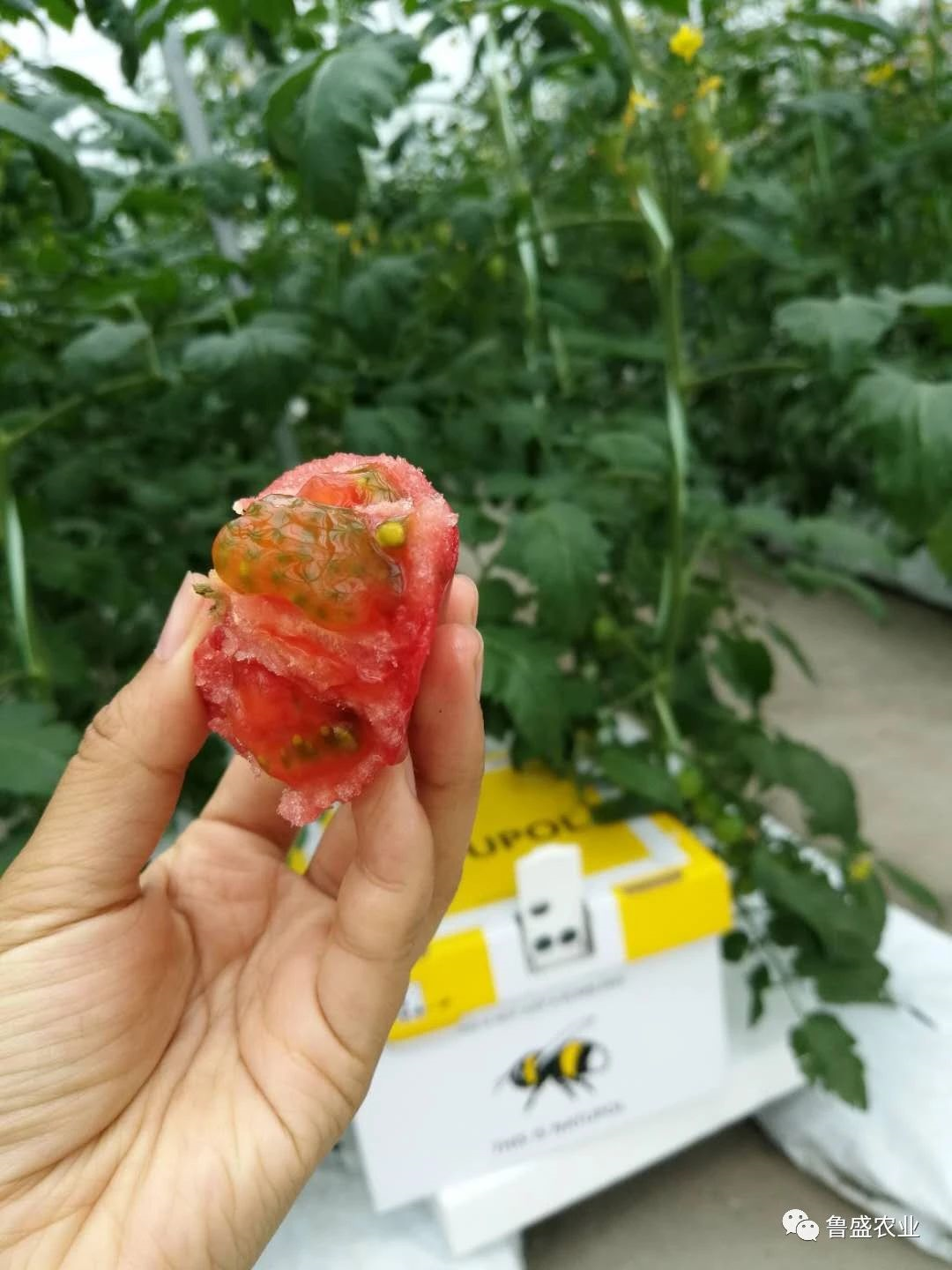 鲁盛生态番茄——带你回忆儿时美好记忆(图4)