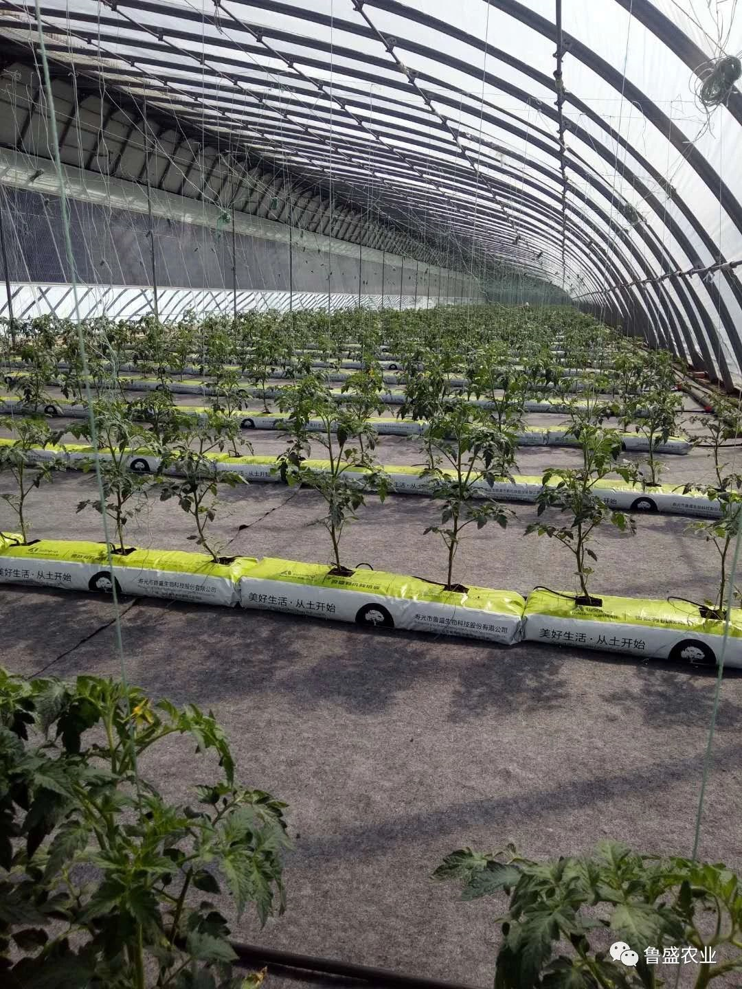 鲁盛生态番茄——带你回忆儿时美好记忆(图7)