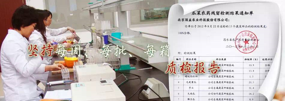 鲁盛生态番茄——带你回忆儿时美好记忆(图9)