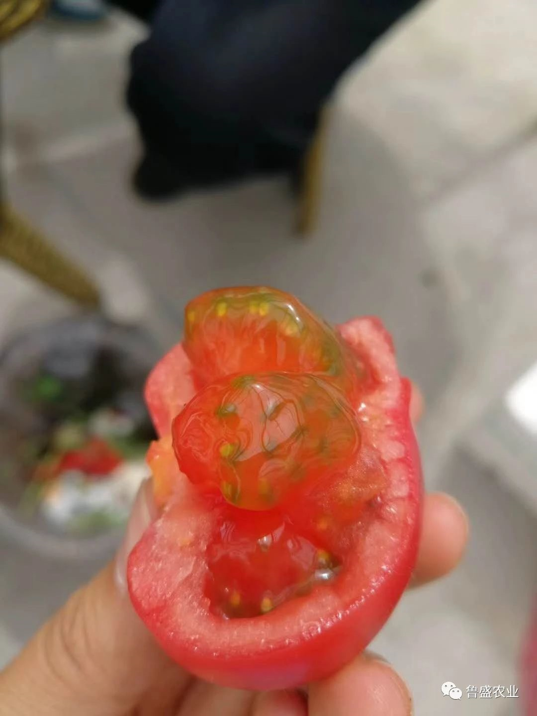 周末采摘‖我在“柿”界园里等你！(图4)