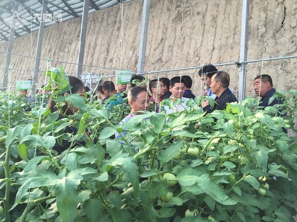 中国番茄种业联盟专业技术交流会举行(图4)