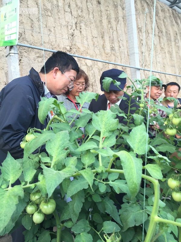 中国番茄种业联盟专业技术交流会举行(图5)