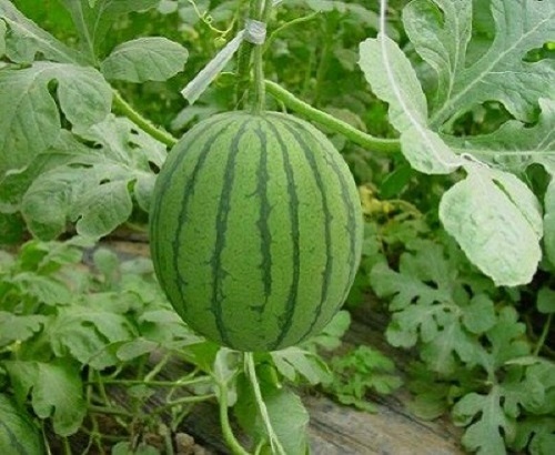 蔬菜品种自主研发(图2)