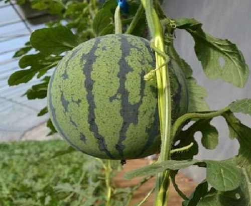 蔬菜品种自主研发(图1)