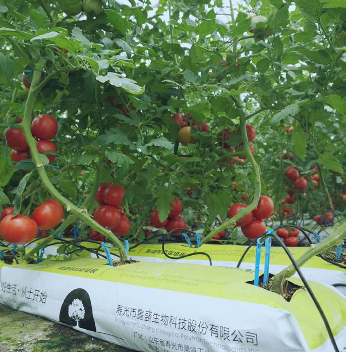 基质研发试验